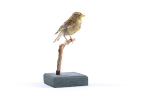 Image description is not available for 2007.2.3